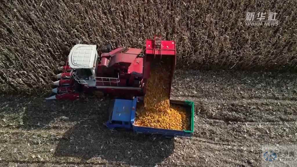 吉林多地秋收按下“快进键”