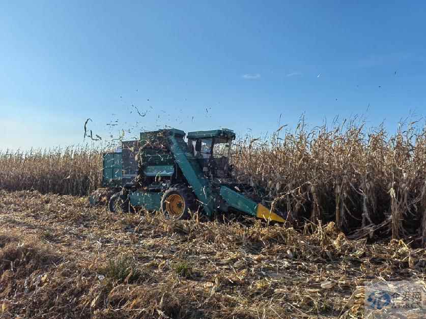 吉林秋收一线见闻:玉米水稻收获忙 吉林秋收一线见闻:玉米水稻收获忙