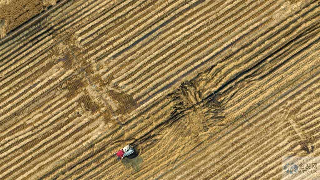 吉林秋收一线见闻:玉米水稻收获忙 吉林秋收一线见闻:玉米水稻收获忙