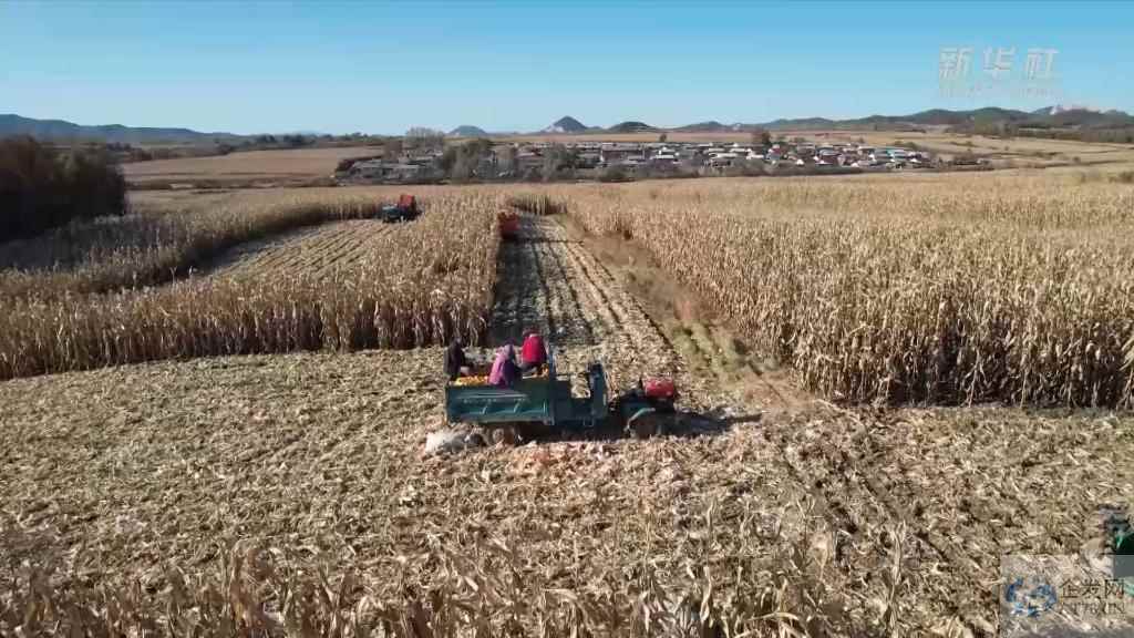 吉林多地秋收按下“快进键”