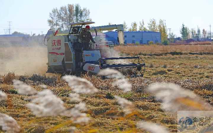 辽宁秋粮收获进入高峰期 农业机械显身手