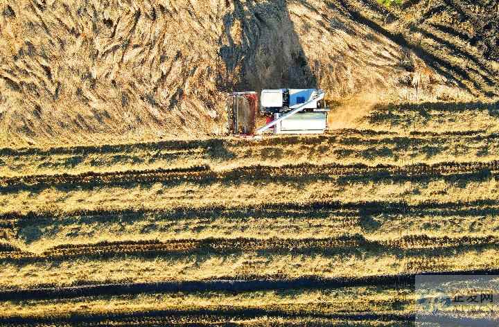 辽宁秋粮收获进入高峰期 农业机械显身手