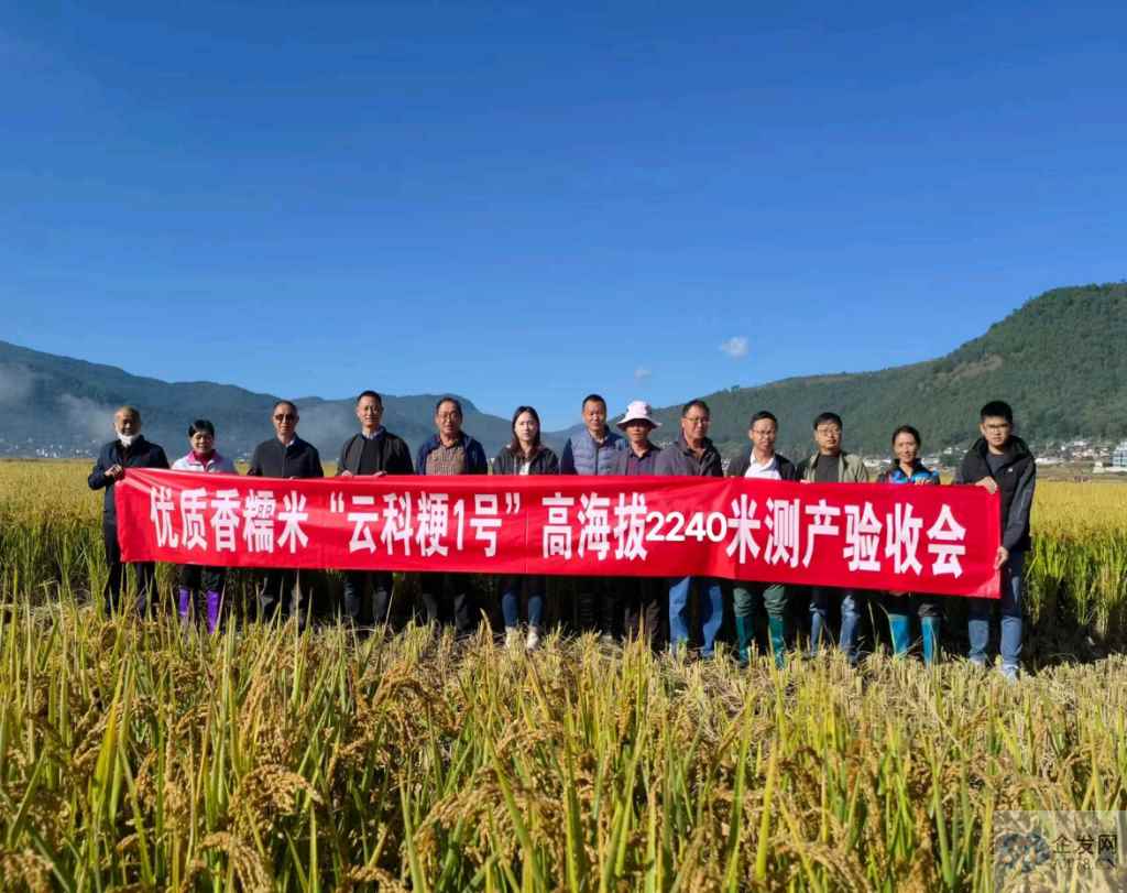 “云科粳1号”创糯稻两项高产纪录