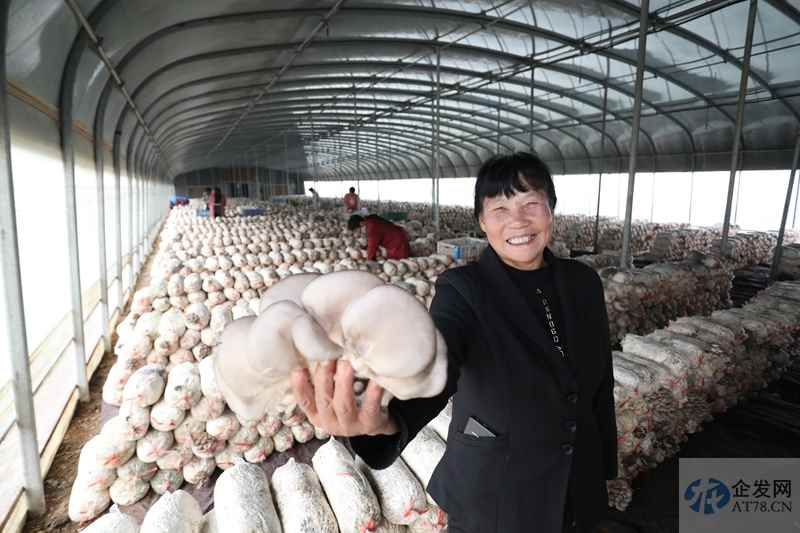 政策措施加力显效 经济运行恢复向好