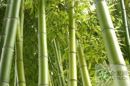 政府喊话“以竹代塑”照进现实