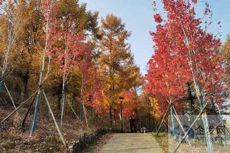 跨省游优化首日：订单量咨询量双涨