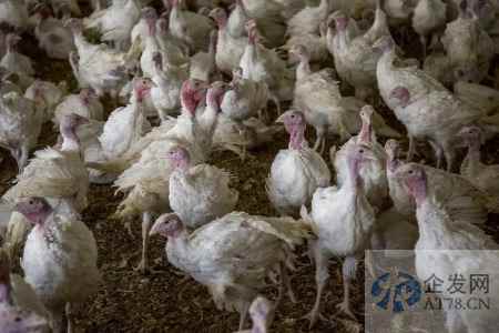 美国禽流感7年来最严重 中西部一州将再宰杀180万只鸡