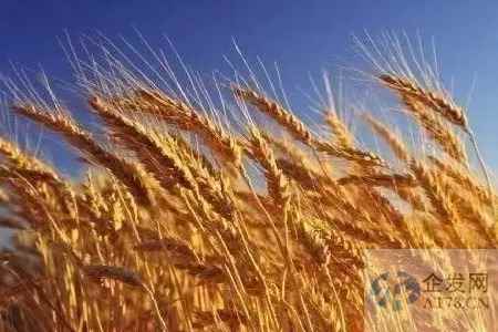 澳洲小麦出口又遇新挑战 洪水造成物流瓶颈 道路被冲毁 铁路关闭