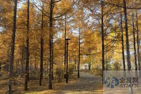 集体上线“种草”，旅游平台暗战未来出境游