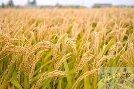 13731亿斤，粮食产量“十九连丰”