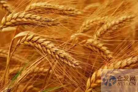 全国冬小麦主产区苗情好于上年夏粮丰产有基础