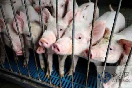 生猪价格过快下跌，发改委：研究做好生猪市场保供稳价工作