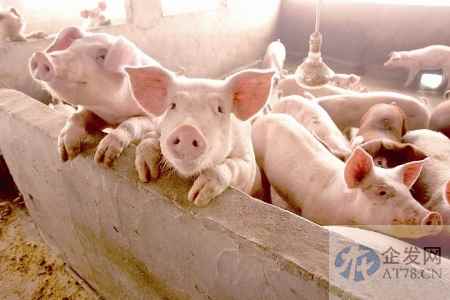 两周内跌价1/4，生猪养殖短期利空长期看好
