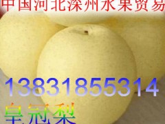 春节降价促销河北鸭梨 皇冠梨 水晶梨