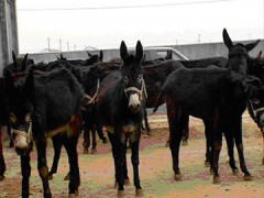 山东肉驴种驴德州驴小黑驴育肥驴大型驴品种