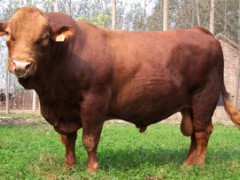 肉牛养殖基地 肉牛养殖场 肉牛效益 黄牛