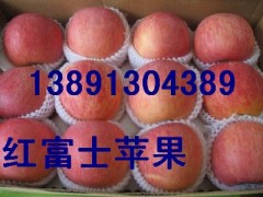 陕西冷库红富士苹果基地价格行情