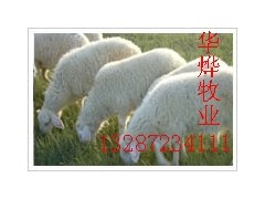 牛-供应肉牛 利木赞牛 肉牛、仔牛 牛羊网 牛羊品种