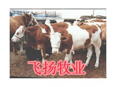 养牛的利润|养牛的成本|养牛的效益 养牛的利润|养牛的成本|养牛的效益