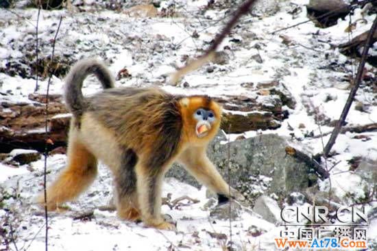 陕西佛坪:赏熊猫看金丝猴成为踏春新时尚