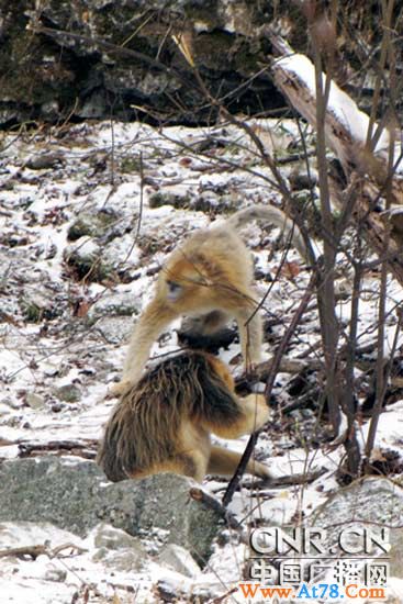 陕西佛坪:赏熊猫看金丝猴成为踏春新时尚