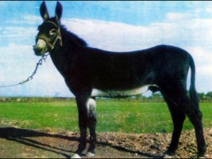 养殖肉驴的风险大小