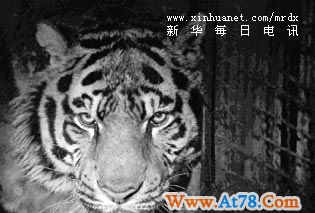 国家林业局调查组,查东北虎死因