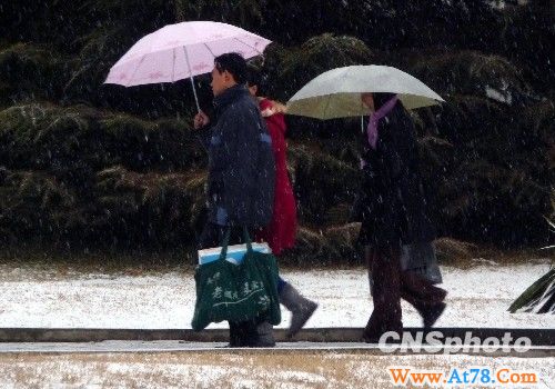 图：北京三月飘春雪