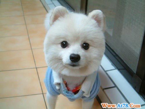 柔软的皮毛 无辜的眼神:怎么能不爱这些狗?(图)