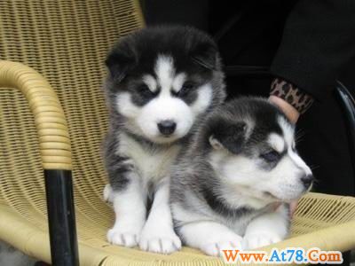 柔软的皮毛 无辜的眼神:怎么能不爱这些狗?(图)