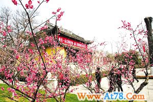 红梅阁红梅随仙人飘来