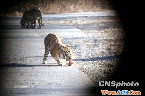 沈阳11只东北虎死亡续 剩余老虎生活改善(图)