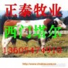 种牛养殖，西门塔尔牛，夏洛莱牛，利木赞牛，鲁西黄牛，肉牛犊