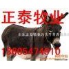 肉驴价格，肉驴犊，河北肉驴养殖，种驴饲养
