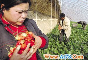 5万斤纯绿色草莓熟了 因无销路眼看要烂在地里(图)