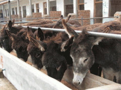 供应养驴成本养驴利润 供应养驴成本养驴利润