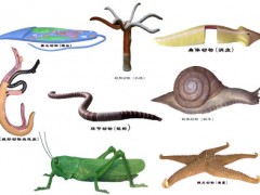 供应生物模型，生物园，细胞模型