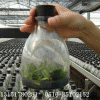 玻璃瓶，菌种瓶，食用菌瓶，菌苗组培瓶