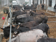 供德州驴,关中驴,华北驴,晋南驴、佳米驴等优良品种 供德州驴,关中驴,华北驴,晋南驴、佳米驴等优良品种