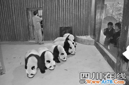 平均增重6公斤 世博熊猫:我们在上海很巴适(图)