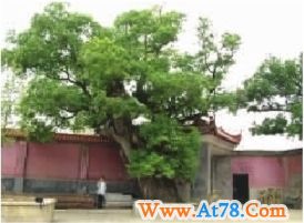 长沙古树名木大调查:一批奇木首次亮相