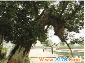 长沙古树名木大调查:一批奇木首次亮相