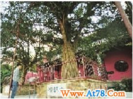 长沙古树名木大调查:一批奇木首次亮相