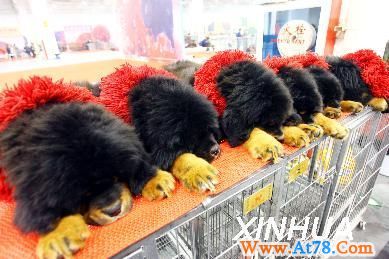 #春困的藏獒(图)