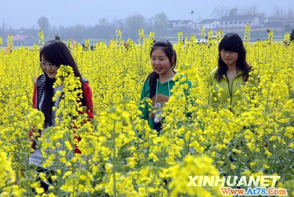陕西汉中：上万游客观赏“中华人民共和国最美油菜花海”