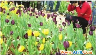 晚樱 牡丹 黑郁金香 本周末赏花最当时