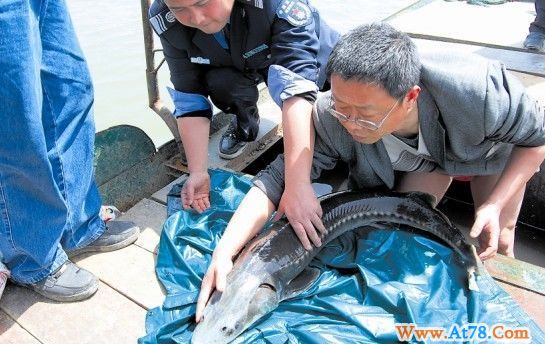 好大一条中华鲟(图)