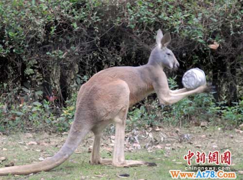 武汉动物园一只袋鼠学会“讨水讨饭”(图)