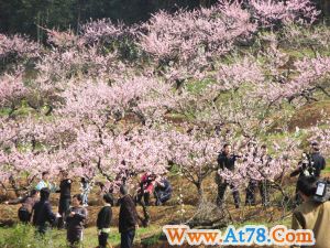 赏花游催热贵阳春游市场各条赏花游线路预订火热