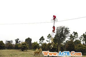 女童虎口走钢丝 动物园上演惊险一幕引质疑